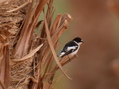 Semi-collared Flycatcher / Balkanflugsnappare (Ficedula semitorquata)