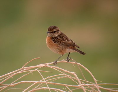 Stonechat / Svarthakad buskskvtta (Saxicola torquata)