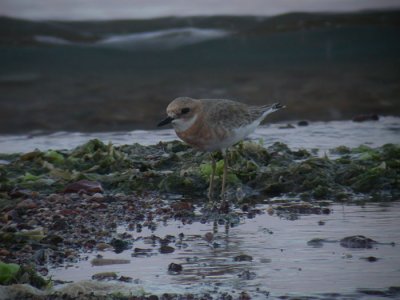 Greater Sand Plover / kenpipare (Charadrius leschenaultii)