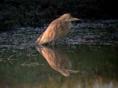 Squacco Heron / Rallhäger (Ardeola ralloides)