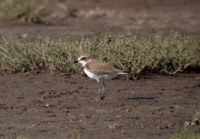 Kentish Plover / Svartbent strandpipare (Charadrius alexandrinus)