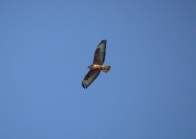 Long-legged Buzzard / rnvrk (Buteo rufinus)