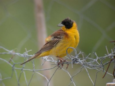 Black-headed Bunting / Svarthuvad sparv (Emberiza melanocephala)