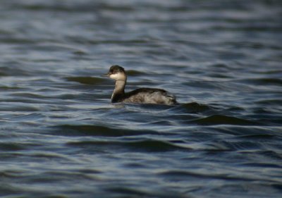 Black-necked Grebe / Svarthalsad dopping (Podiceps nigricollis)