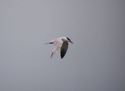 Caspian Tern / Skrntrna (Sterna caspia)