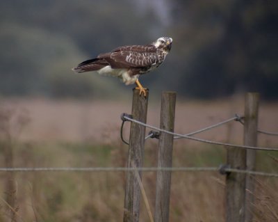 Common Buzzard / Ormvrk (Buteo buteo)