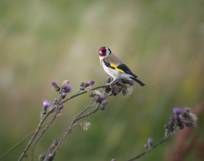 Goldfinch / Steglits (Carduelis carduelis)