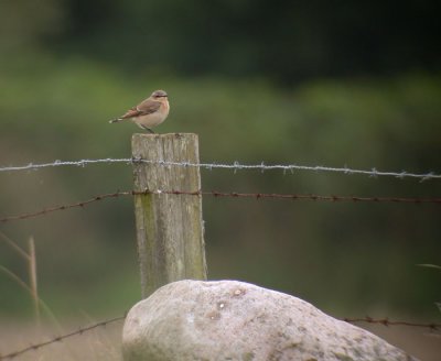 Northern Wheatear / Stenskvtta (Oenanthe oenanthe)