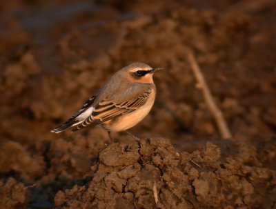Northern Wheatear / Stenskvtta (Oenanthe oenanthe)