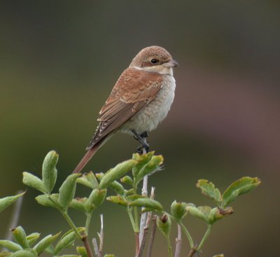 Red-backed Shrike / Trnskata (Lanius collurio)