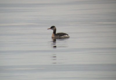 Red-necked Grebe / Grhakedopping (Podiceps grisegena)