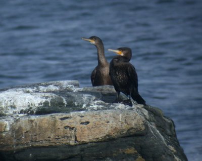 Shag / Toppskarv (Phalacrocorax aristotelis)