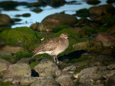 Whimbrel / Småspov (Numenius phaeopus)
