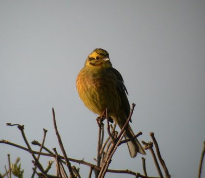 Yellowhammer / Gulsparv (Emberiza citrinella)