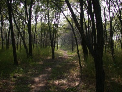 The woods