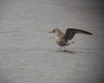 Common Gull / Fiskms	(Larus c. heinei/kamtschatschensis)