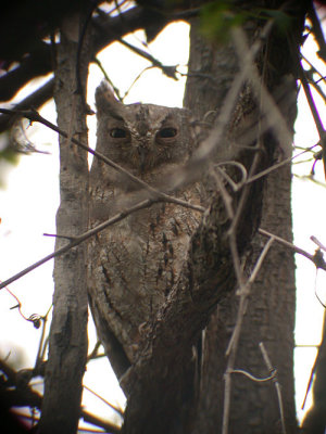 Oriental Scops Owl / Orientdvrguv (Otus sunia stictonotus)