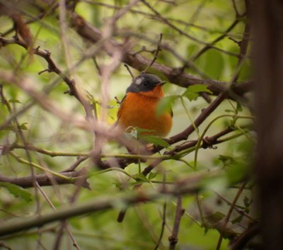 Mugimaki Flycatcher / Mugimakiflugsnappare (Ficedula mugimaki)