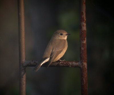 Taiga Flycatcher / Taigaflugsnappare (Ficedula albicilla)