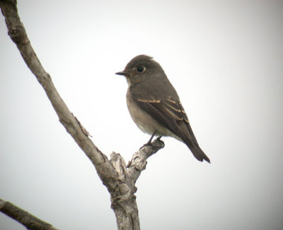 Dark-sided Flycatcher / Sibirisk flugsnappare (Muscicapa sibirica)