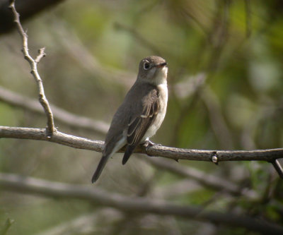 Asian Brown Flycatcher / Glasgonflugsnappare (Muscicapa dauurica)