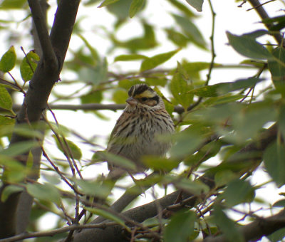 Yellow-browed Bunting / Gulbrynad sparv (Emberiza chrysophrys)