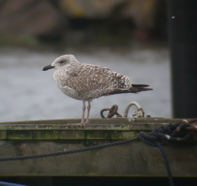 Herring Gull / Gråtrut (Larus argentatus)