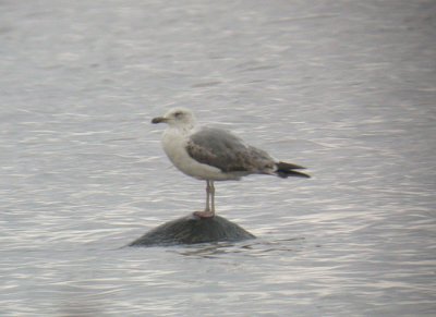 Yellow-legged Gull / Medelhavstrut (Larus michahellis)