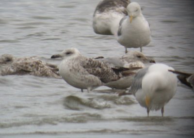 Yellow-legged Gull / Medelhavstrut (Larus michahellis)