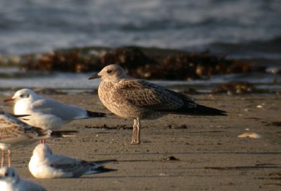 Lesser Black-backed Gull / Silltrut (Larus fuscus)
