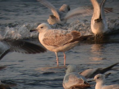 Caspian Gull / Kaspisk trut (Larus cachinnans)