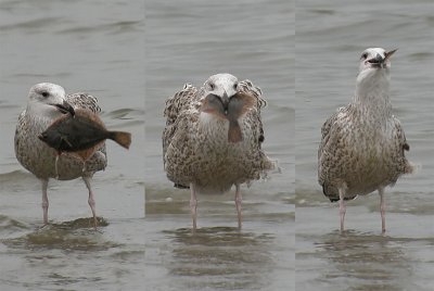 Great Black-backed Gull / Havstrut (Larus marinus)