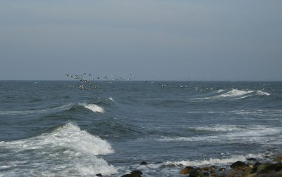 Eider / Ejder (Somateria mollissima)