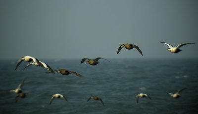 Eider / Ejder (Somateria mollissima)