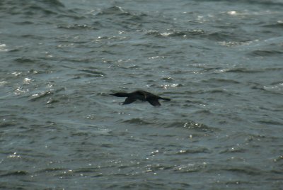 Black-throated Diver / Storlom (Gavia arctica)