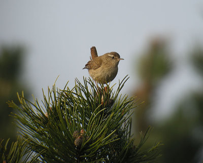 Wren / Grdsmyg (Troglodytes troglodytes)