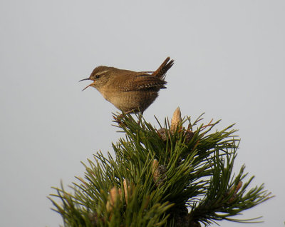 Wren / Grdsmyg (Troglodytes troglodytes)