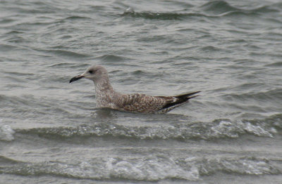 Herring Gull / Gråtrut (Larus argentatus)