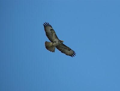Common Buzzard / Ormvrk (Buteo buteo)