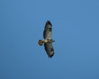 Common Buzzard / Ormvrk (Buteo buteo)