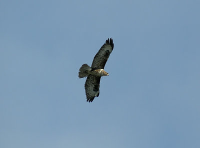 Common Buzzard / Ormvrk (Buteo buteo)