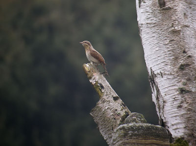 Wryneck / Gktyta (Jynx torquilla)