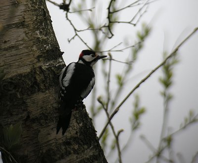 Great Spotted Woodpecker / Strre hackspett (Dendrocopos major)