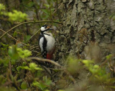 Great Spotted Woodpecker / Strre hackspett (Dendrocopos major)
