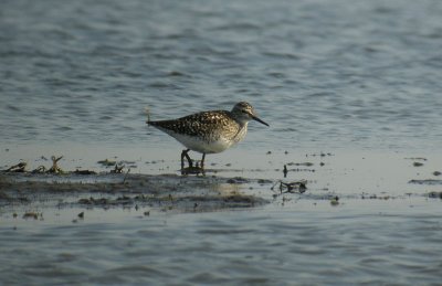 Wood Sandpiper / Grnbena (Tringa glareola)