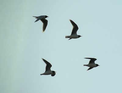 Little Gull / Dvrgms (Larus minutus)