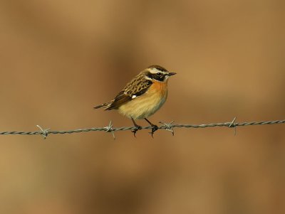 Whinchat / Buskskvätta (Saxicola rubetra)