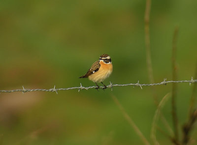 Whinchat / Buskskvätta (Saxicola rubetra)
