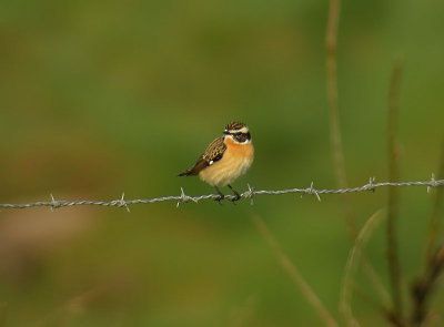 Whinchat / Buskskvtta (Saxicola rubetra)