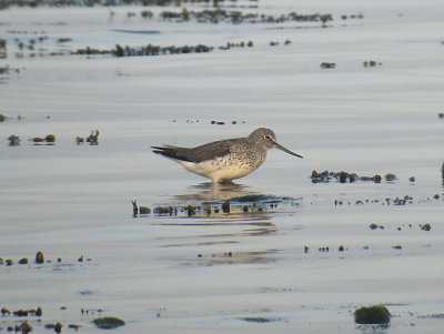 Greenshank / Gluttsnäppa